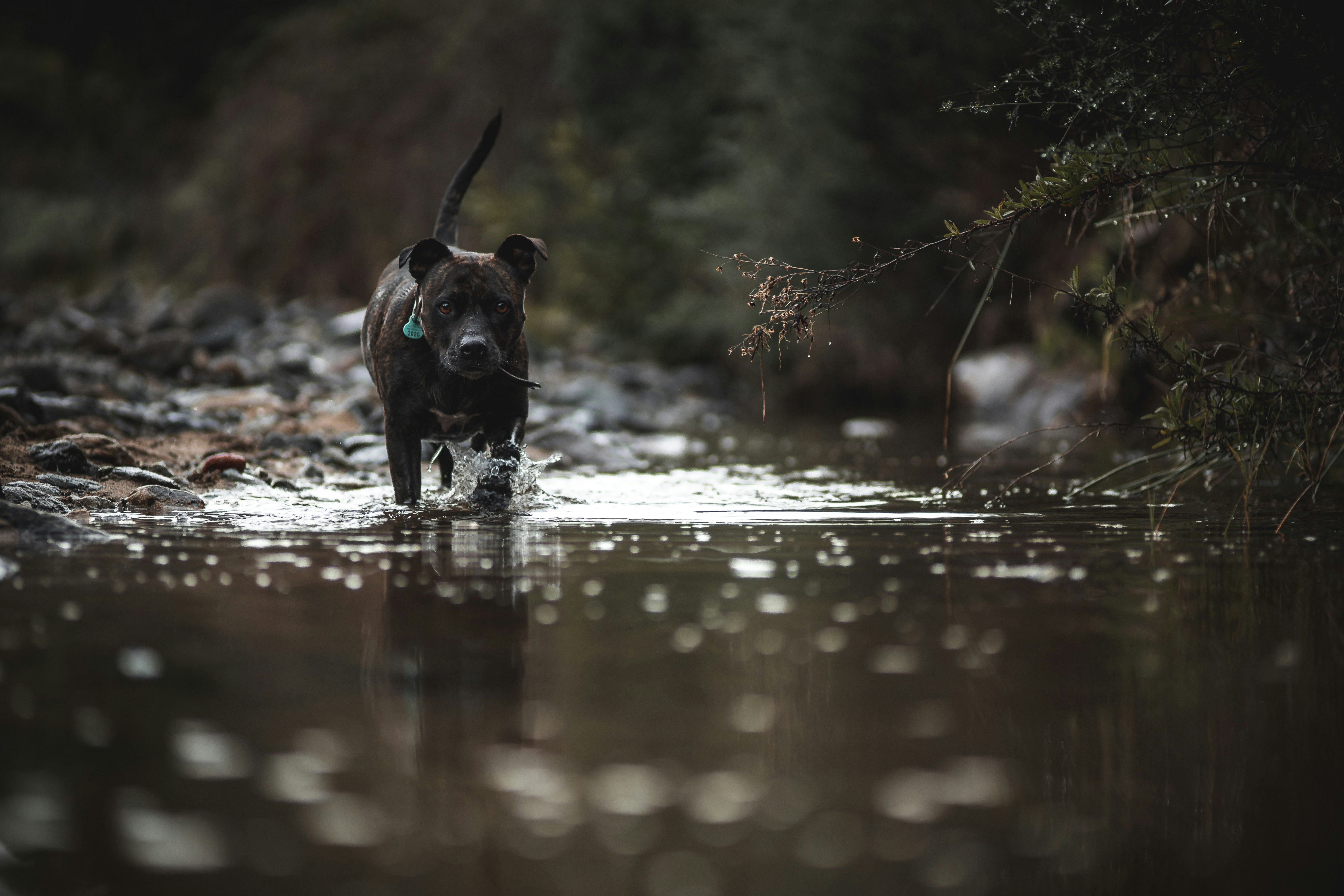 black short coat medium dog running on water during daytime